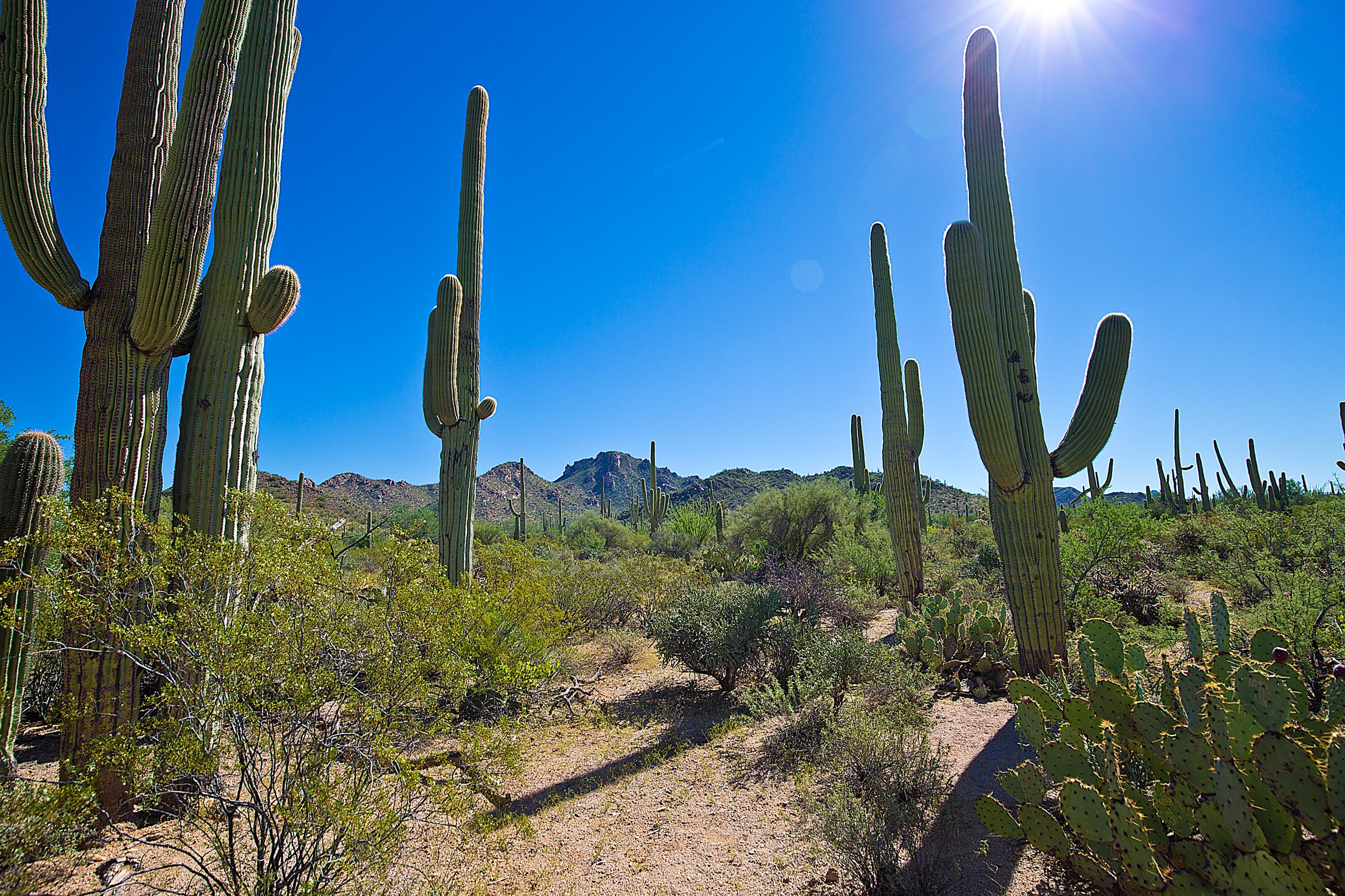 cactusvalley