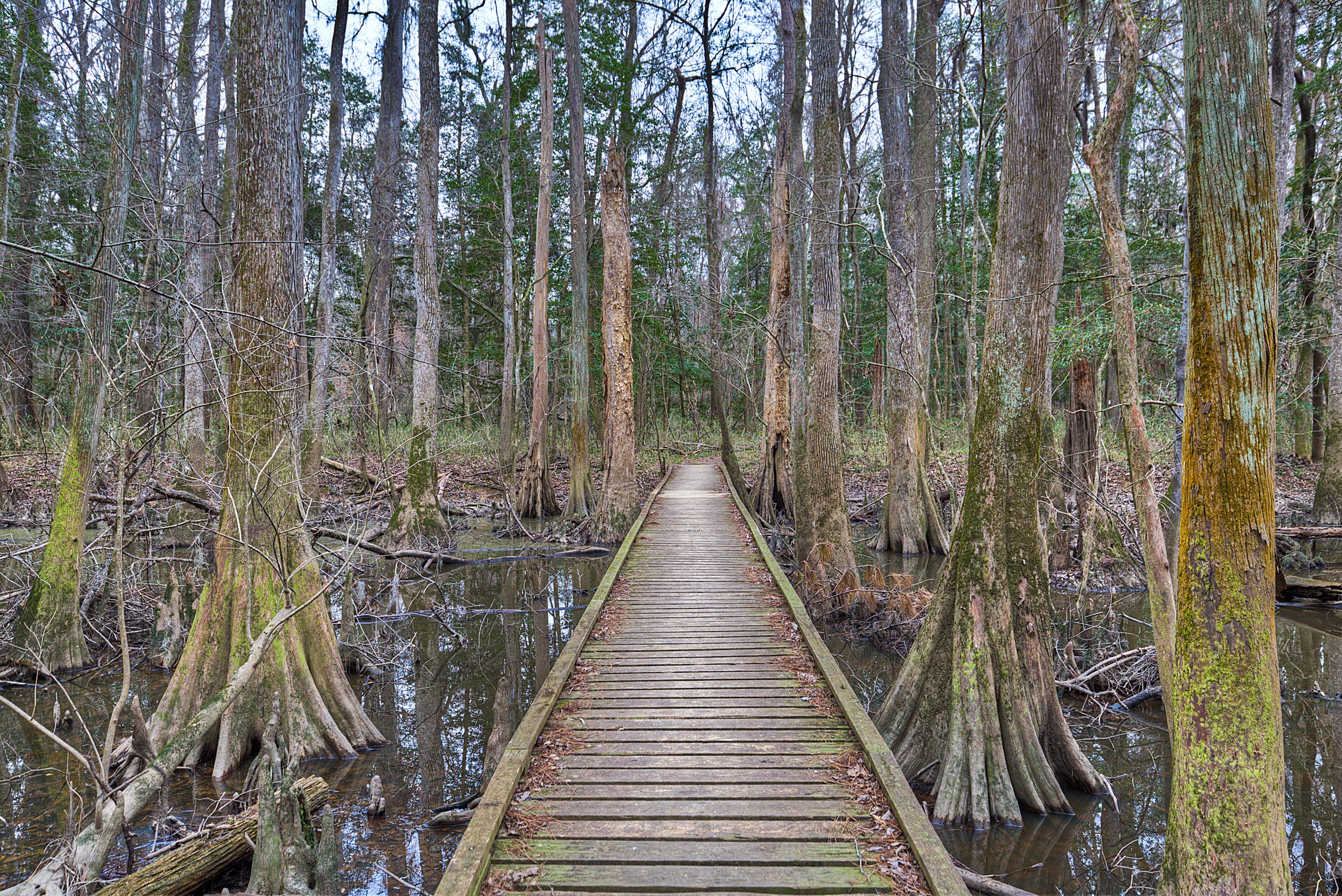 Boardwalk through the Swamp