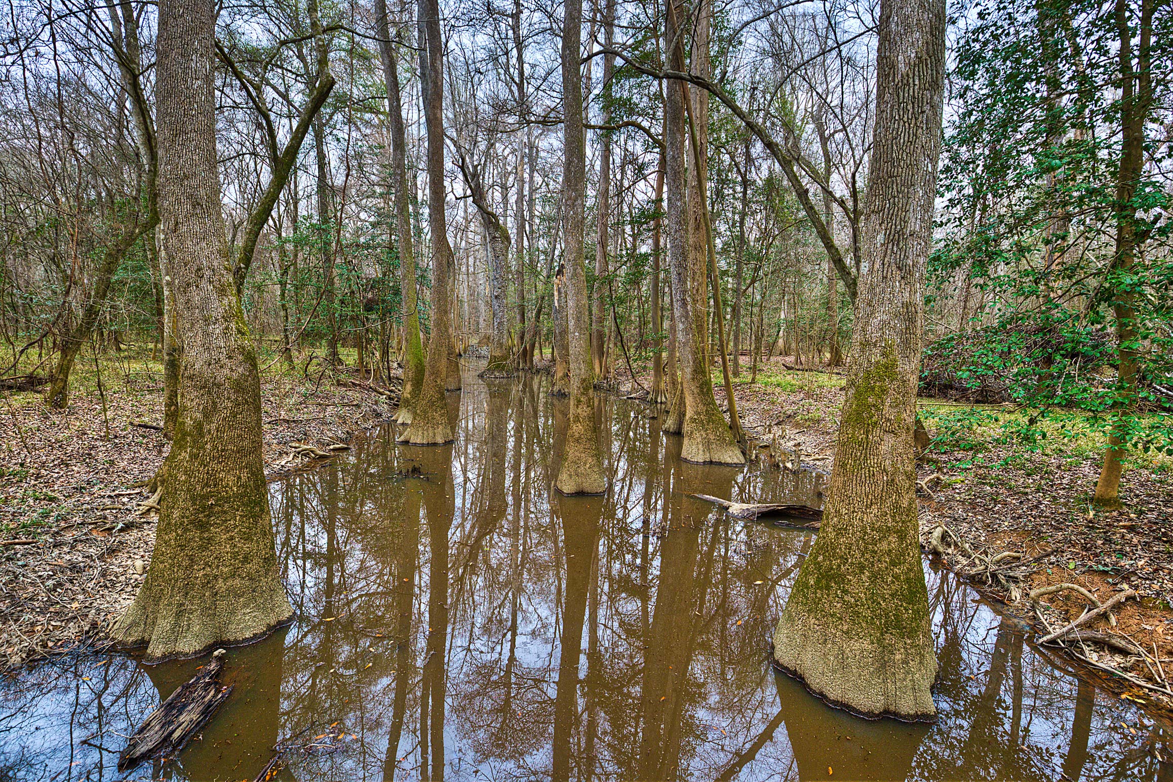 The Floodplains of Congaree