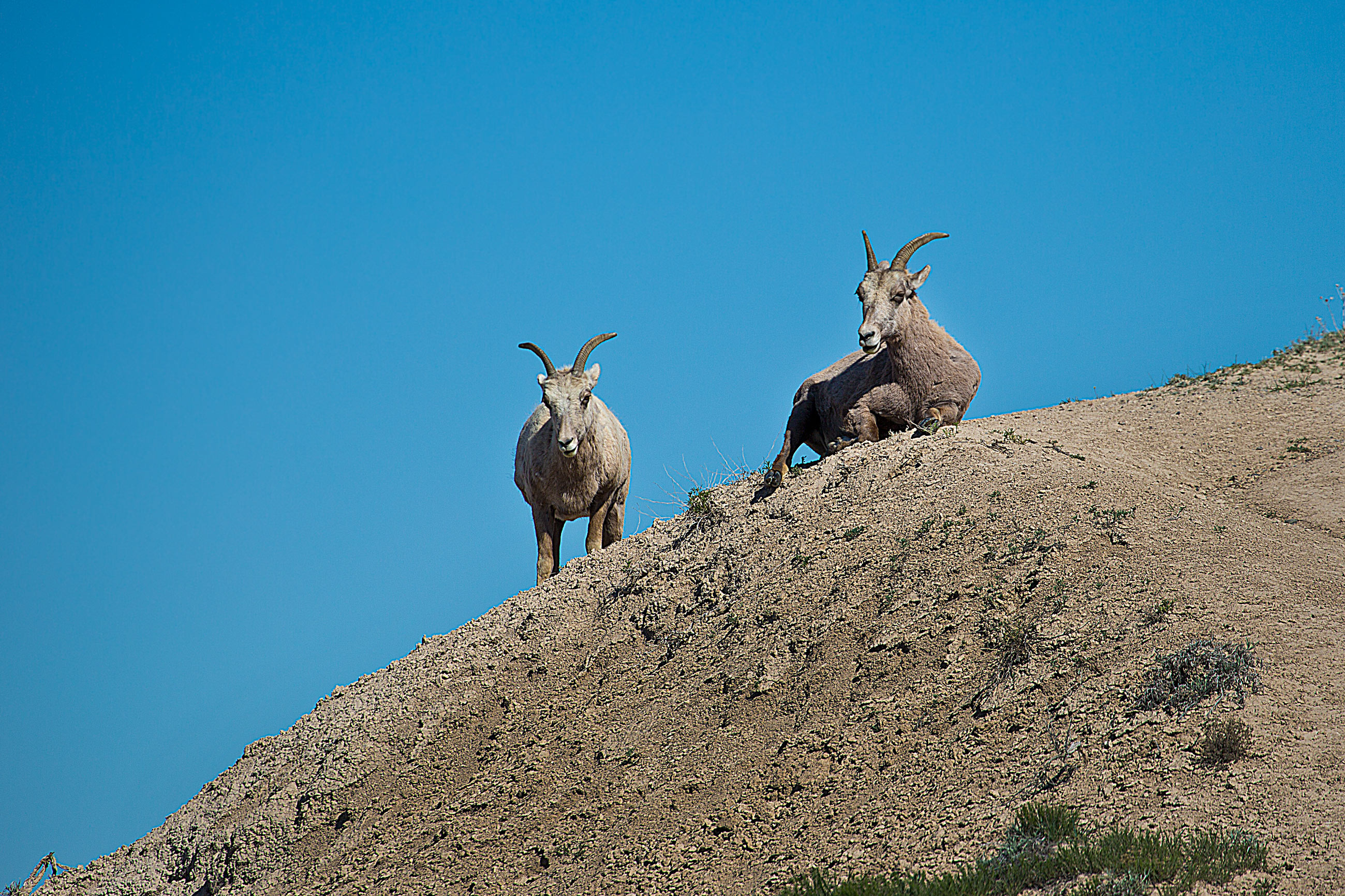 Big Horn Sheep in the Badlands