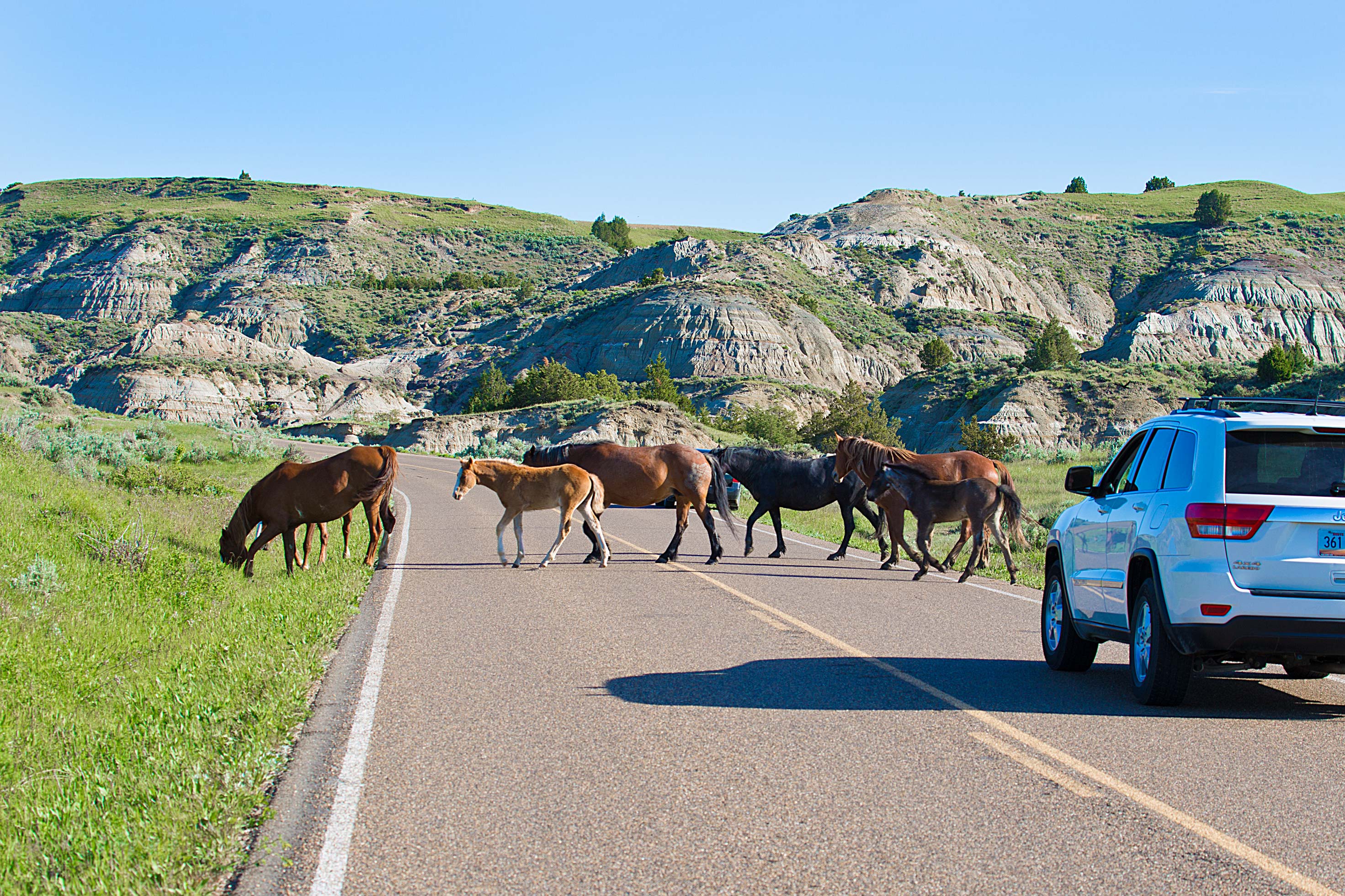 Wild Horses at Theodore Roosevelt National Park