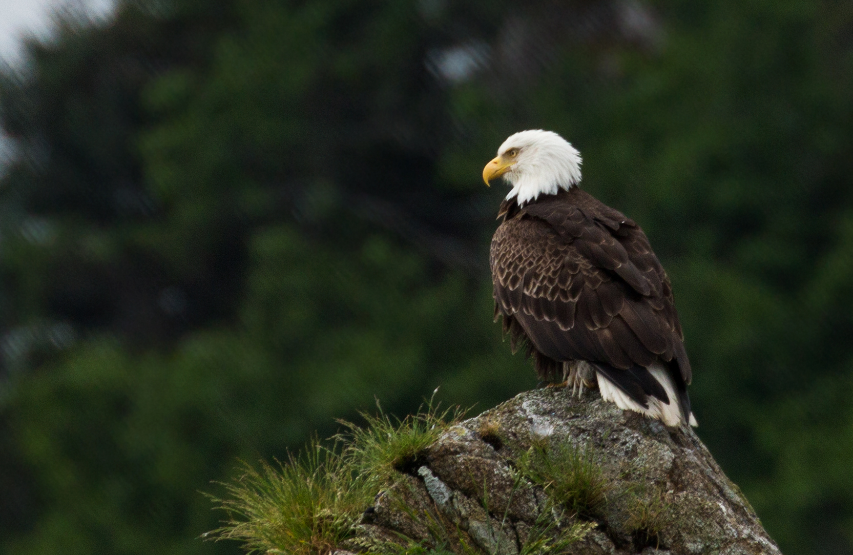 Kenai Fjords Bald Eagle
