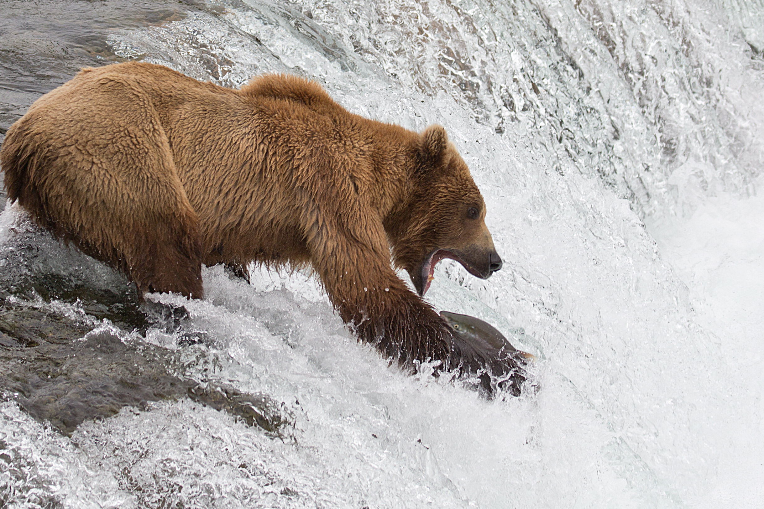A Large Brown Bear Catching Salmon