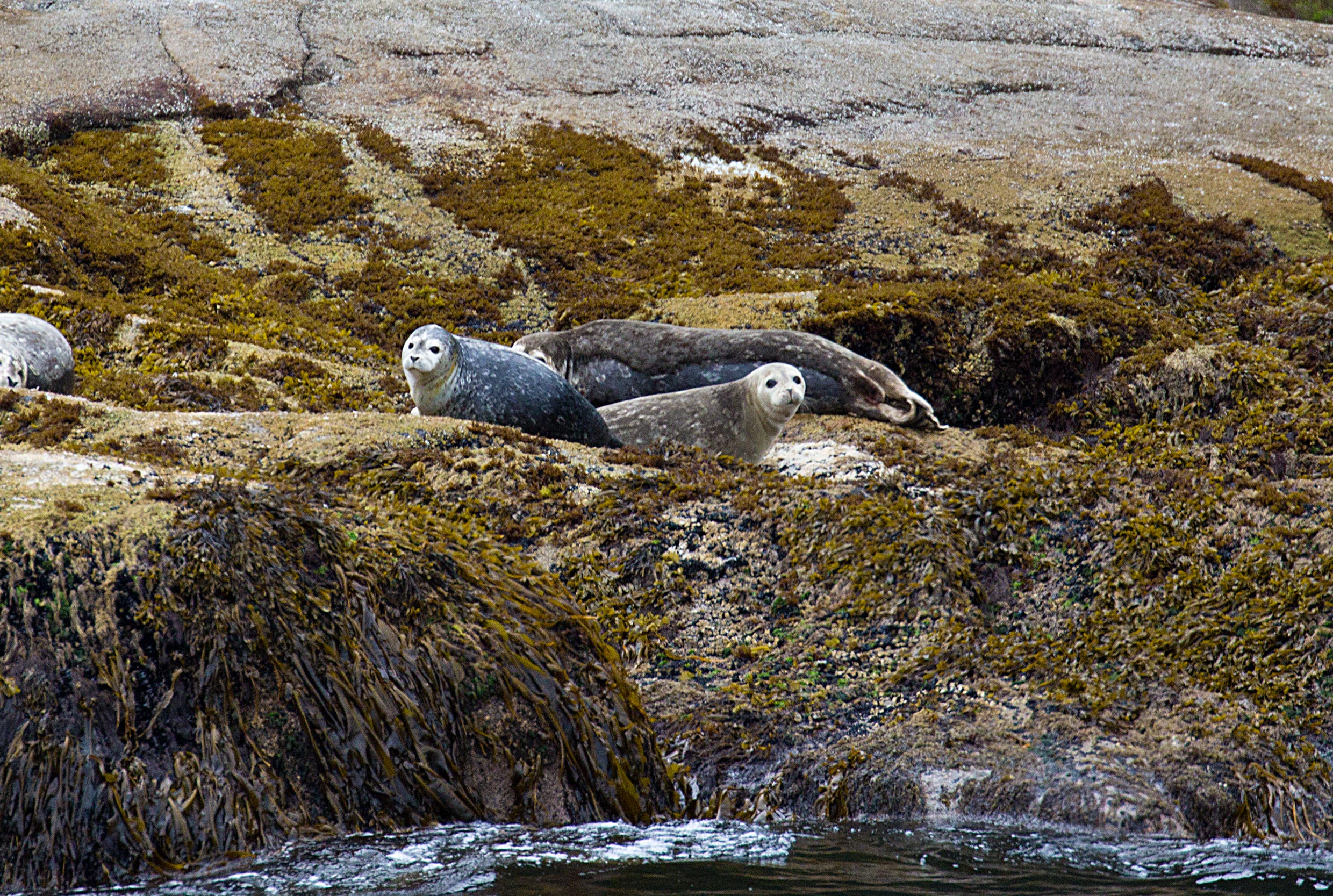 Seals on Rock