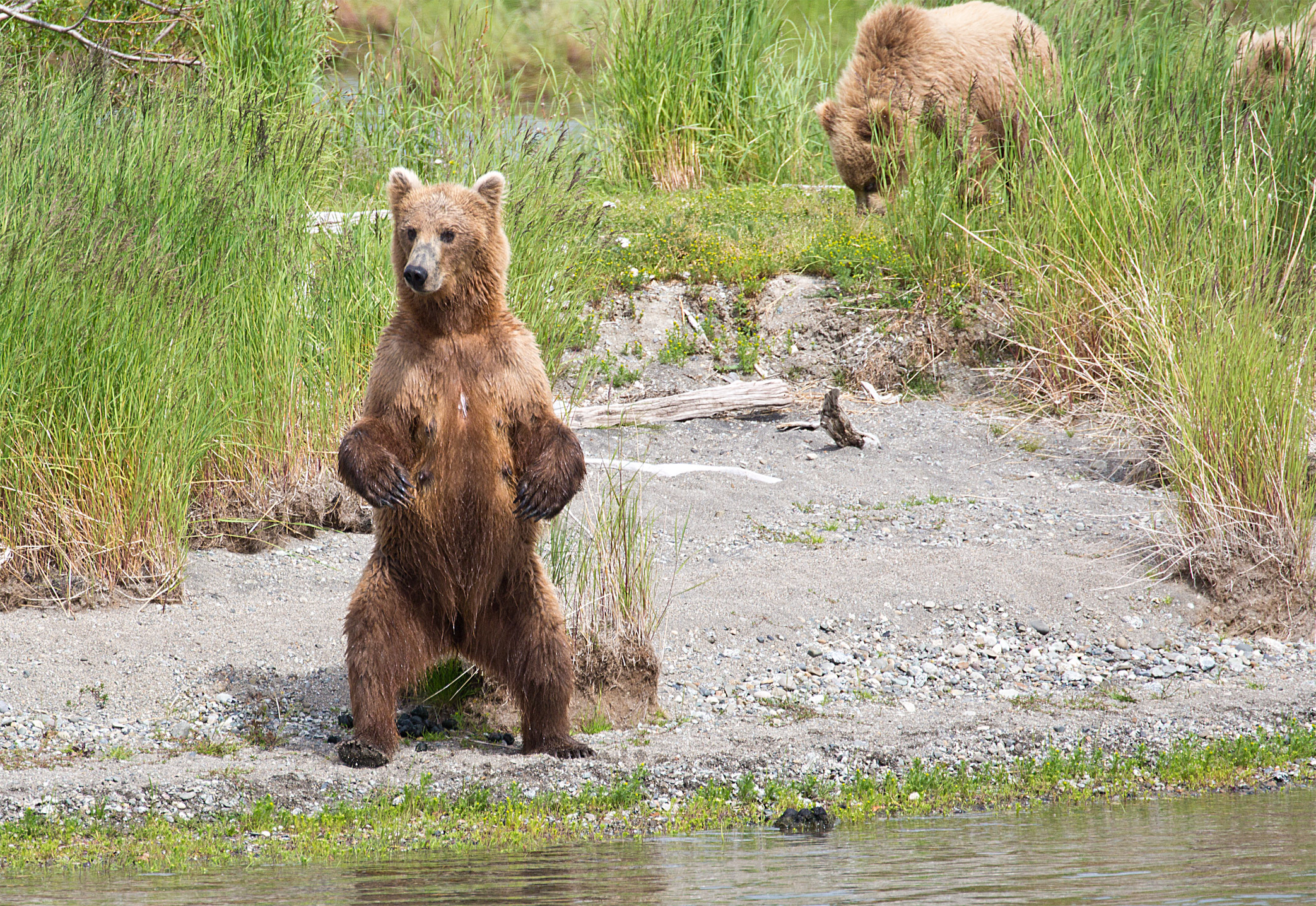 A Mother Brown Bear in Katmai