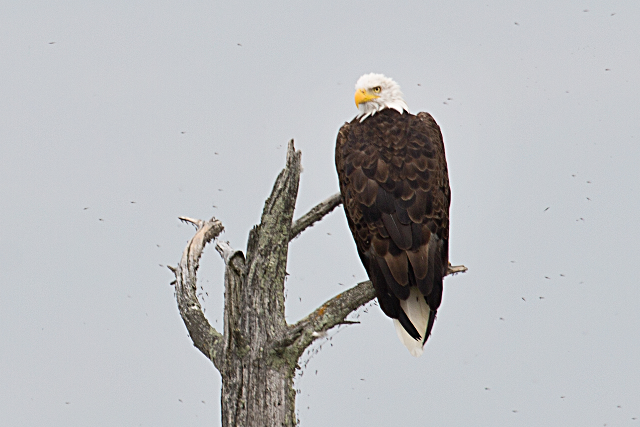 A Bald Eagle oversees its domain in Voyageurs National Park