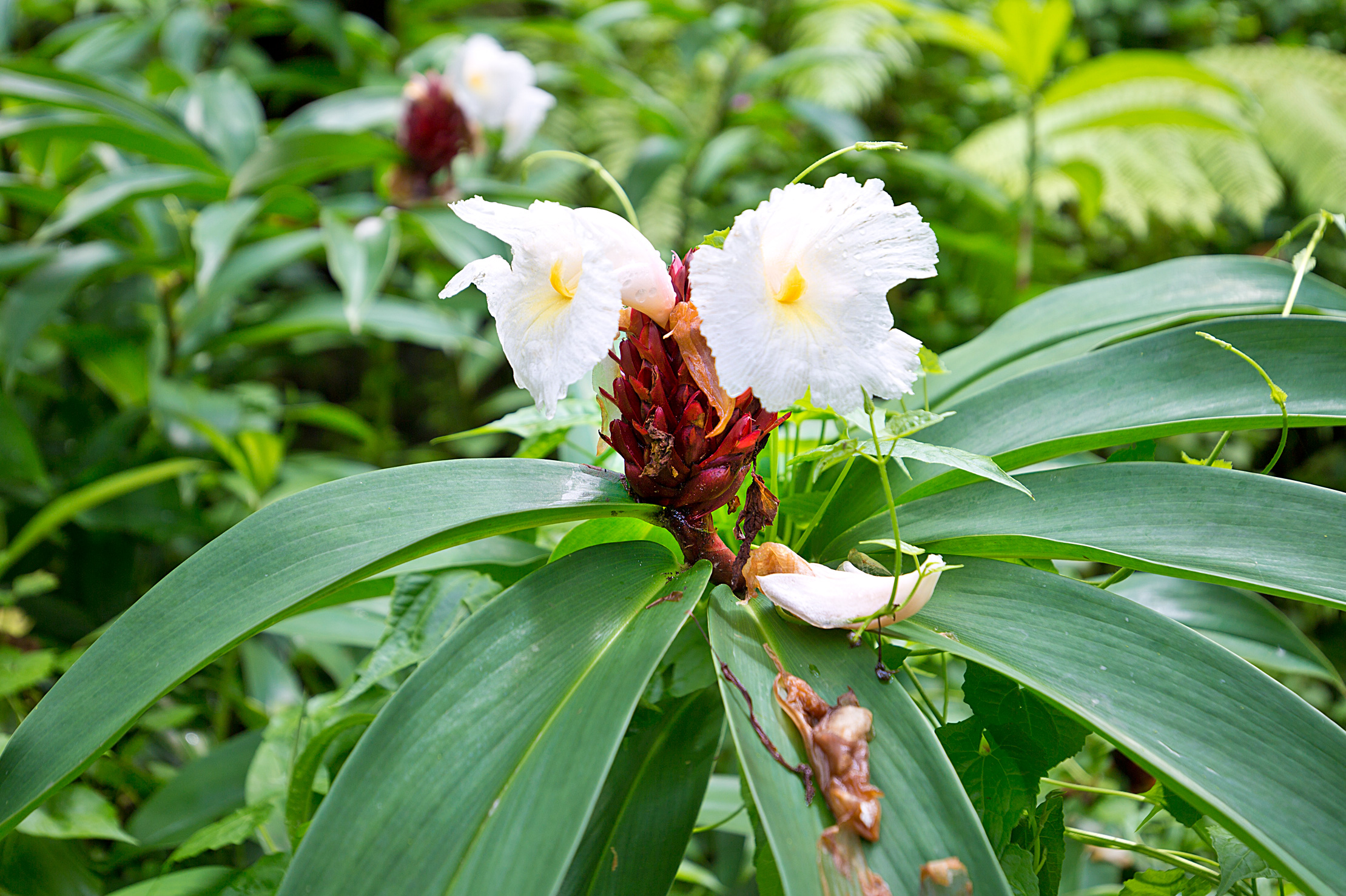 One of the many beautiful flowers in American Samoa National Park
