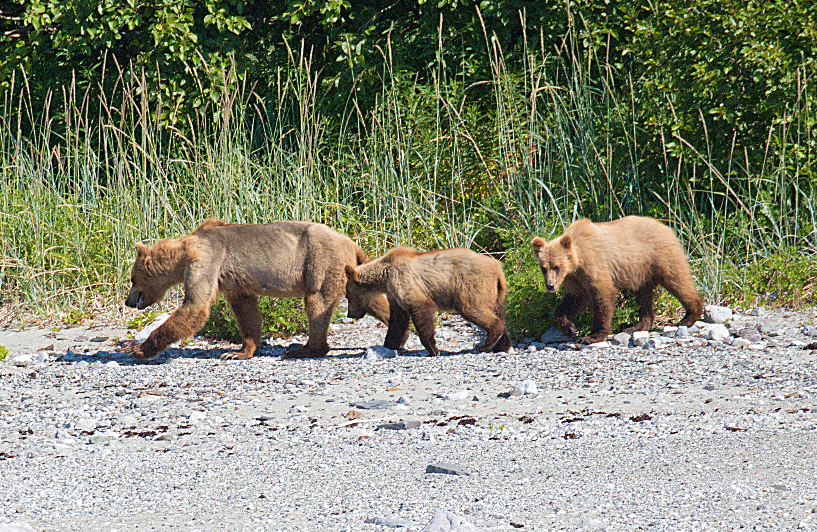 Grizzly Bears in Glacier Bay National Park