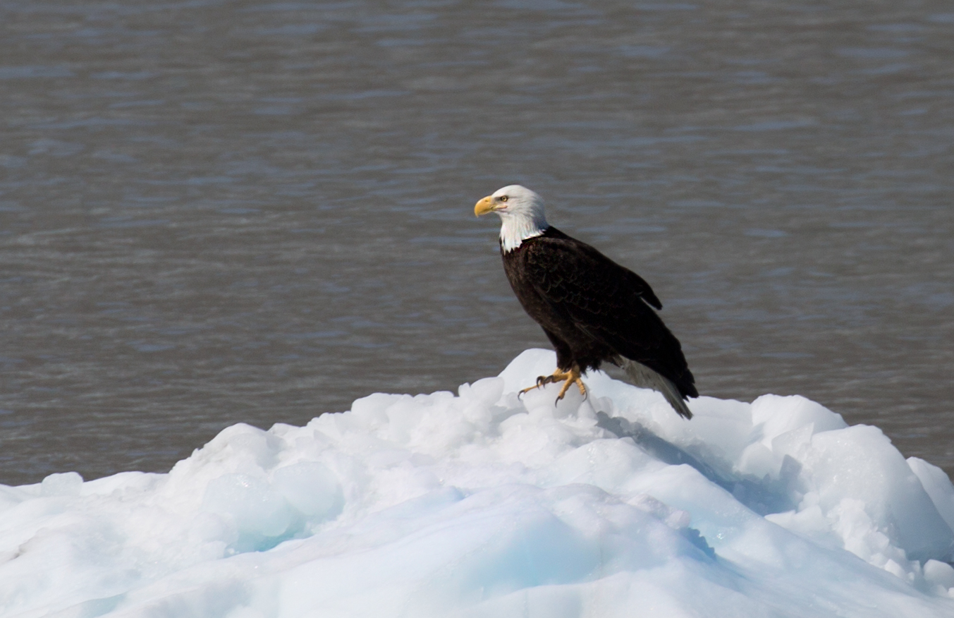 Eagle on an Iceberg