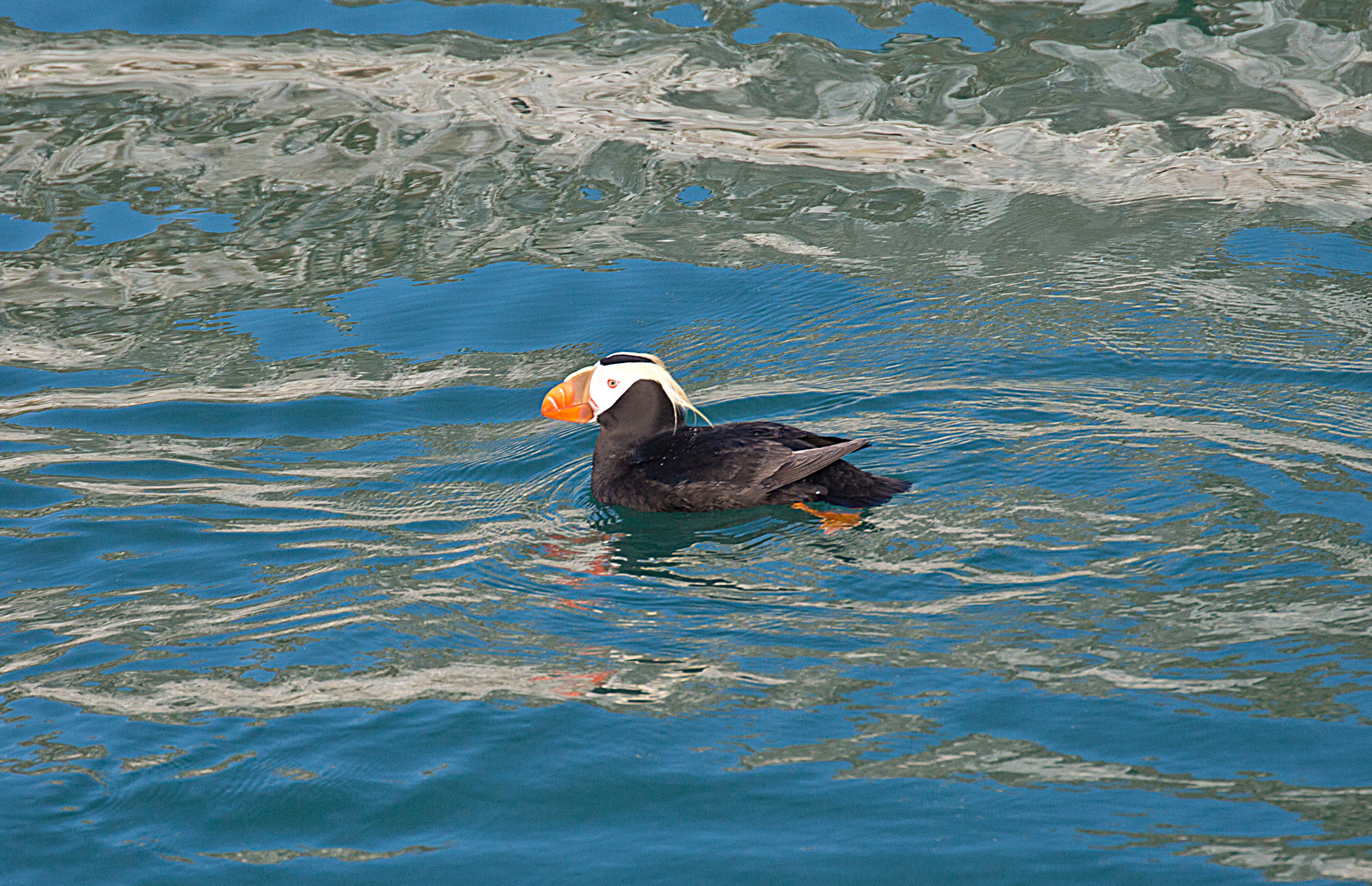 A Puffin floats on by
