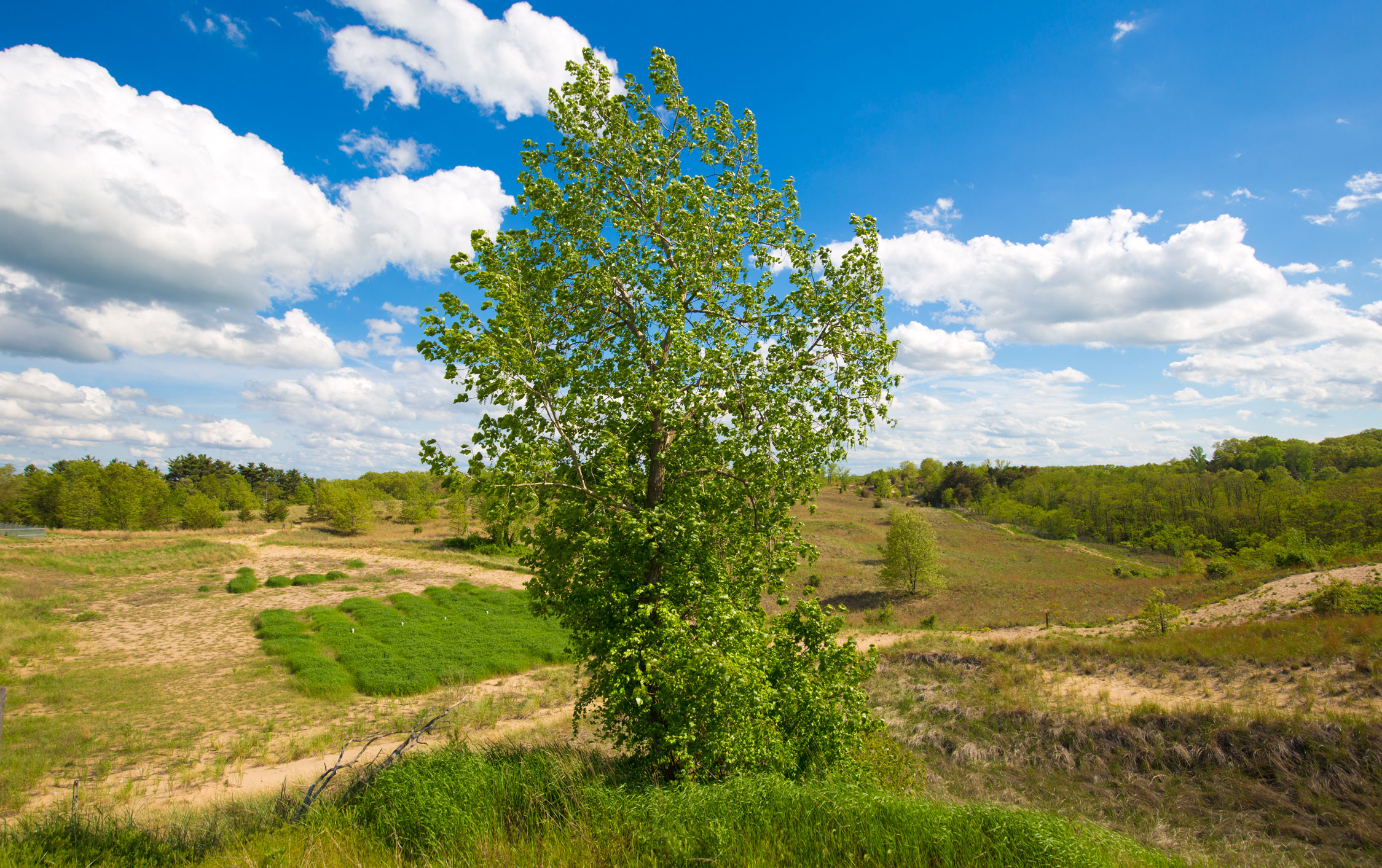 Rolling Hills of Indiana in Indiana Dunes National Park