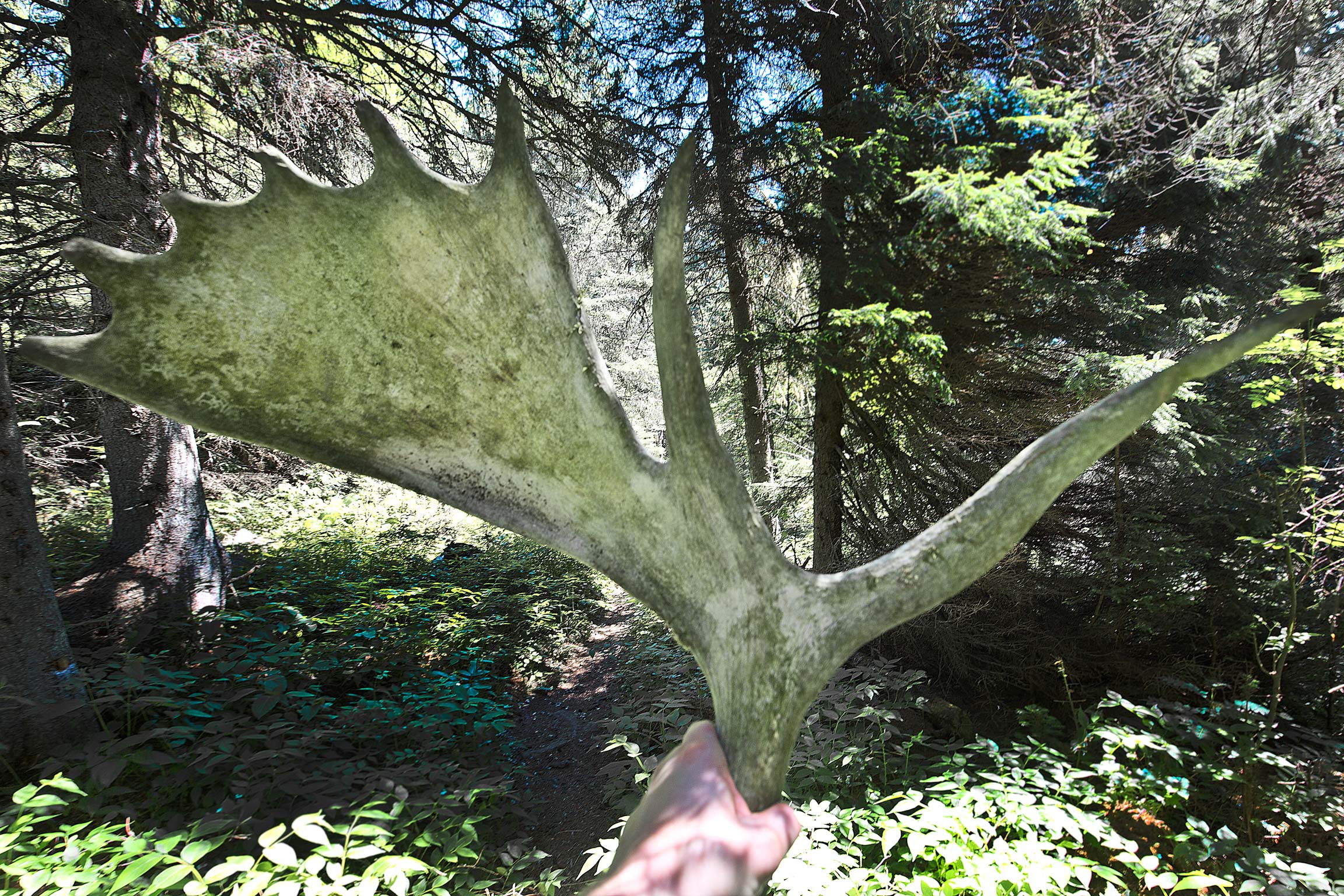 Antlers from a Bull Moose in Isle Royale