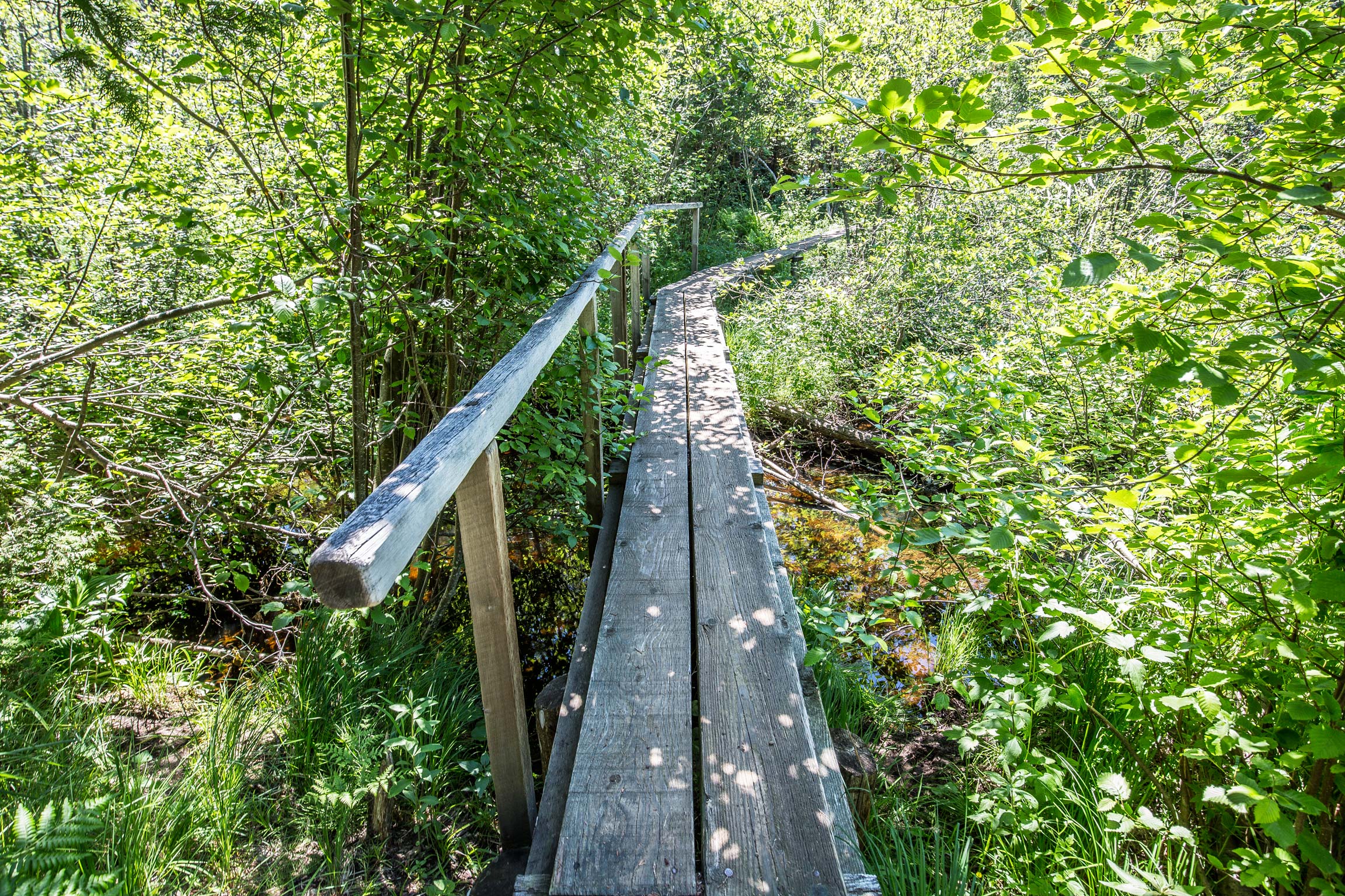 A Walkway in Isle Royale National Park