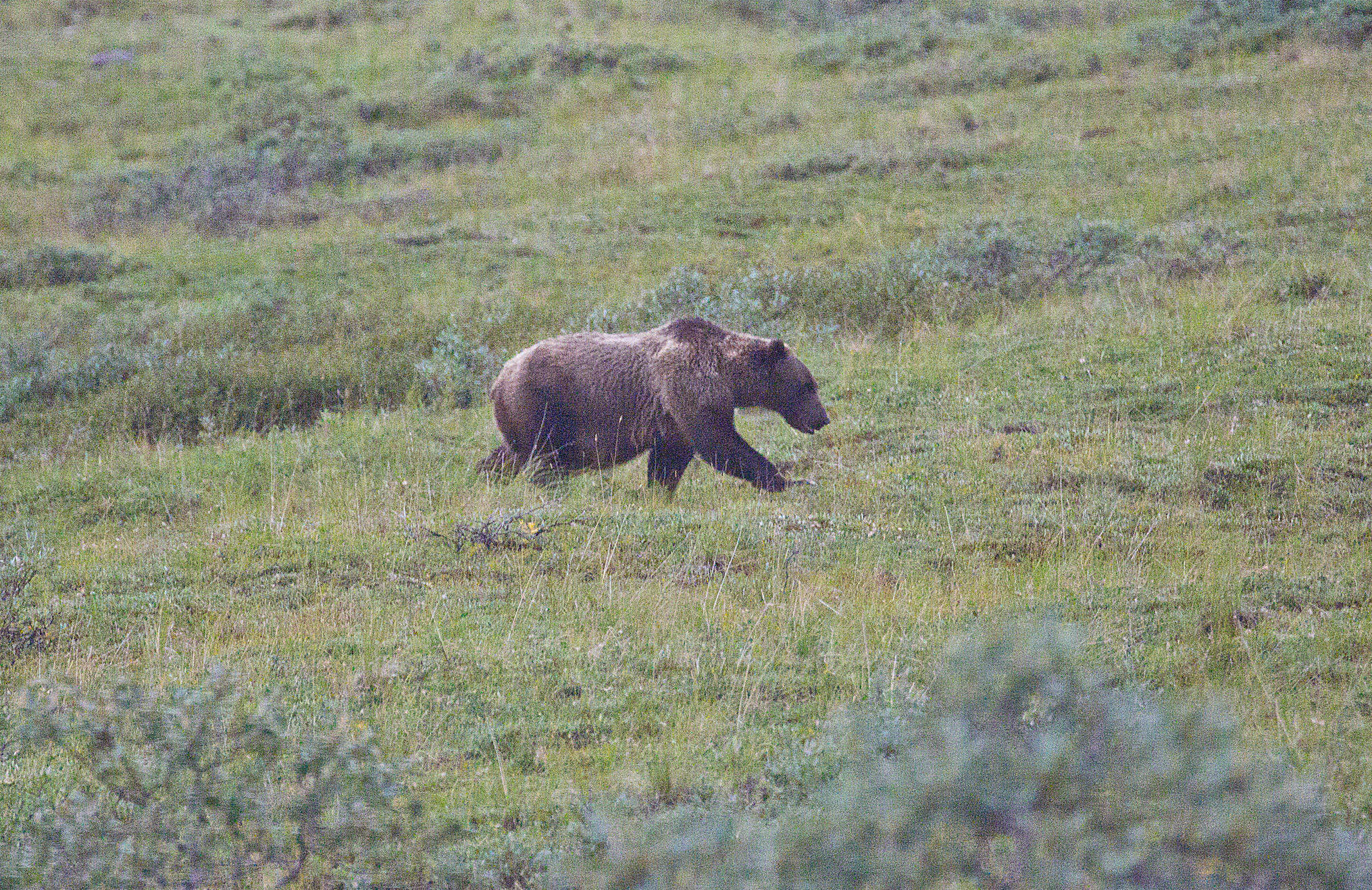 A Denali Grizzly Bear