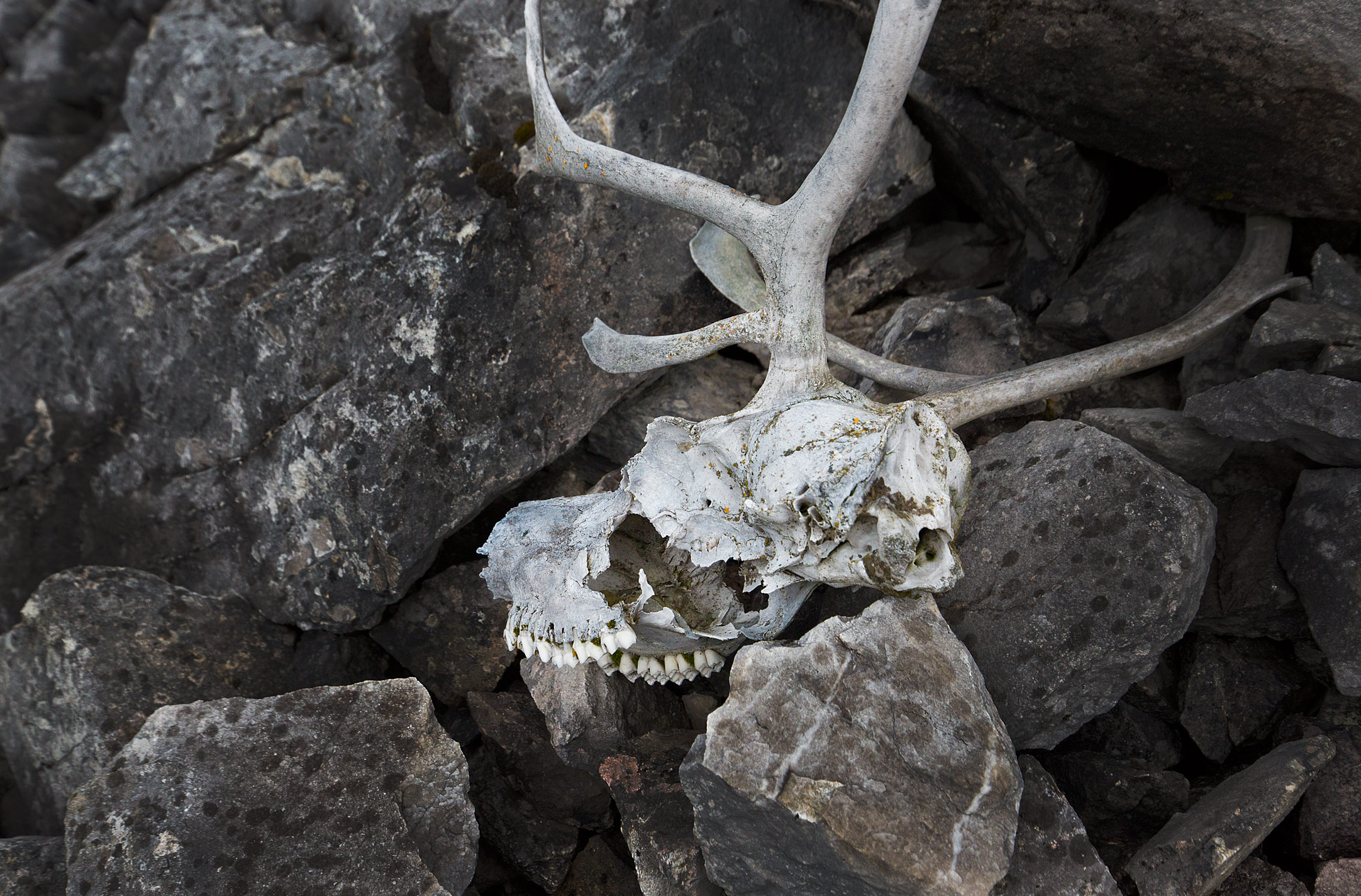 Caribou Skull Gates of the Arctic