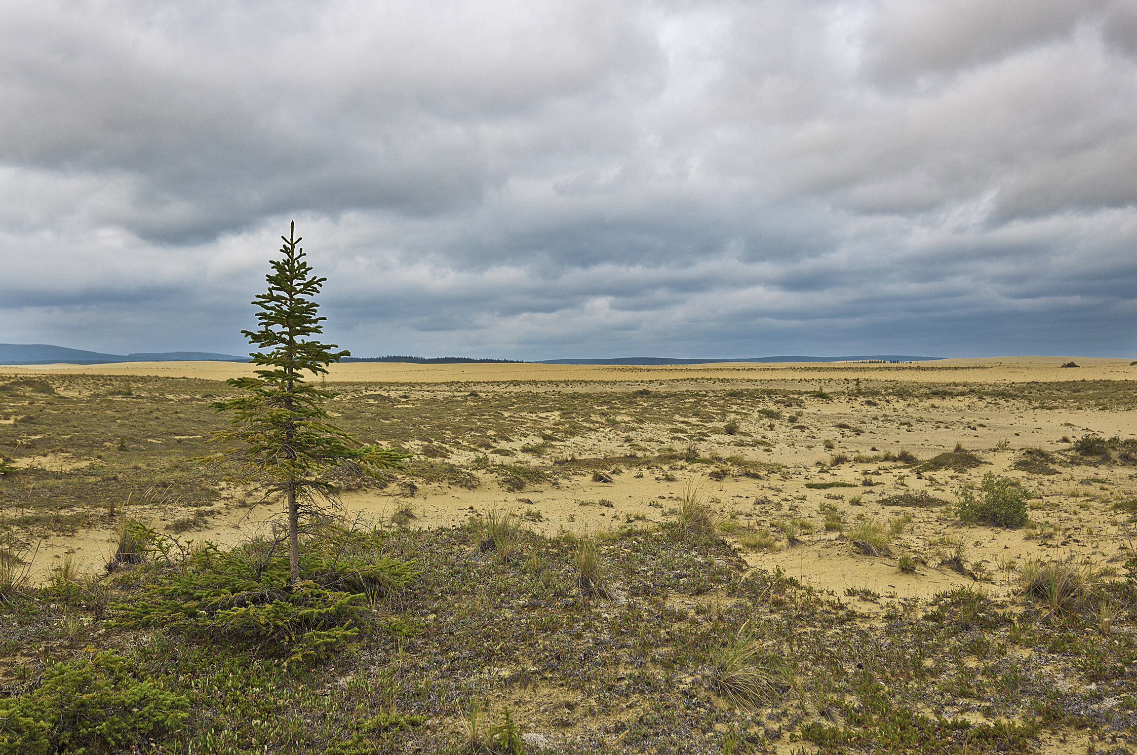 A rogue tree in Kobuk Valley