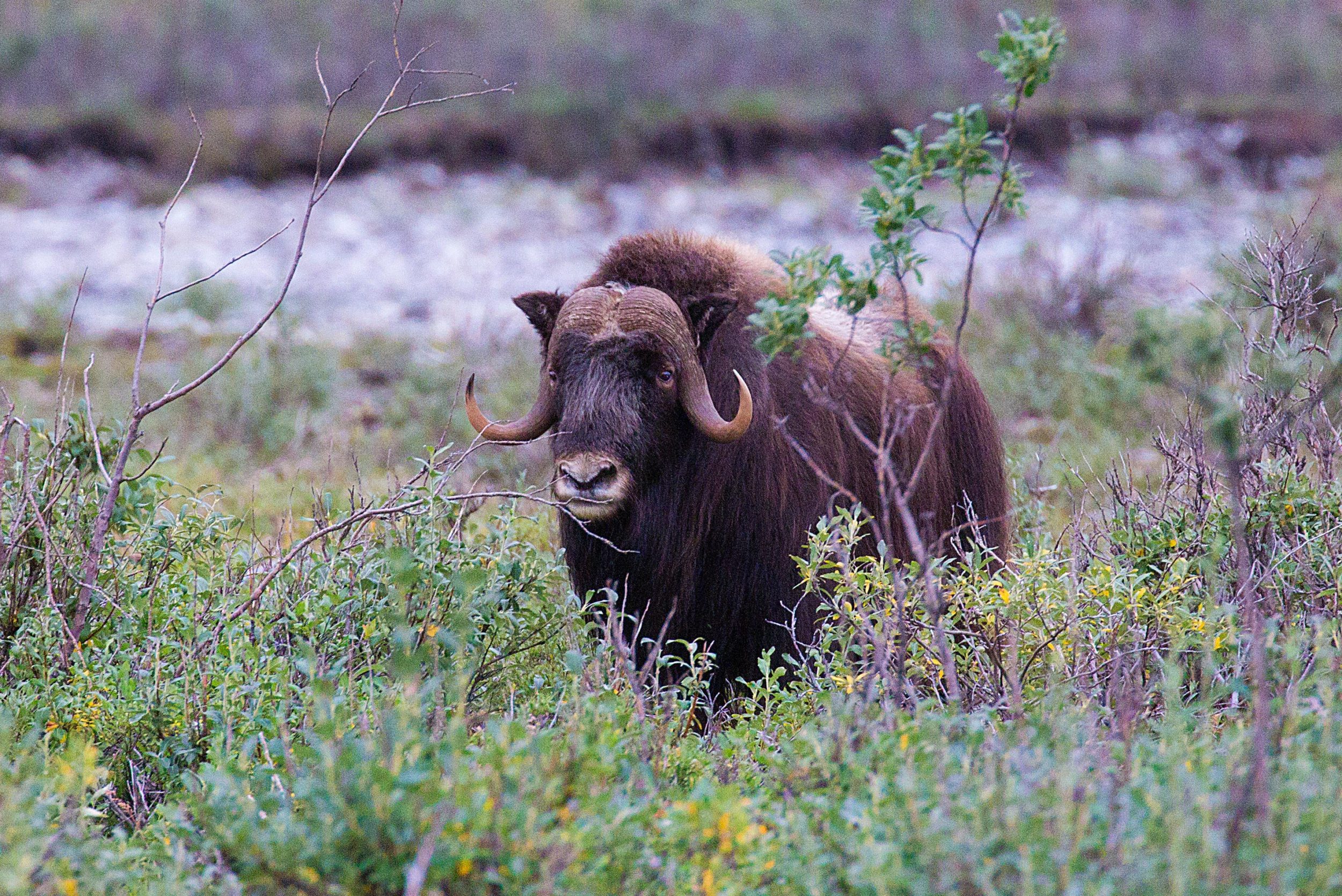 A Muskox in Gates of the Arctic National Park