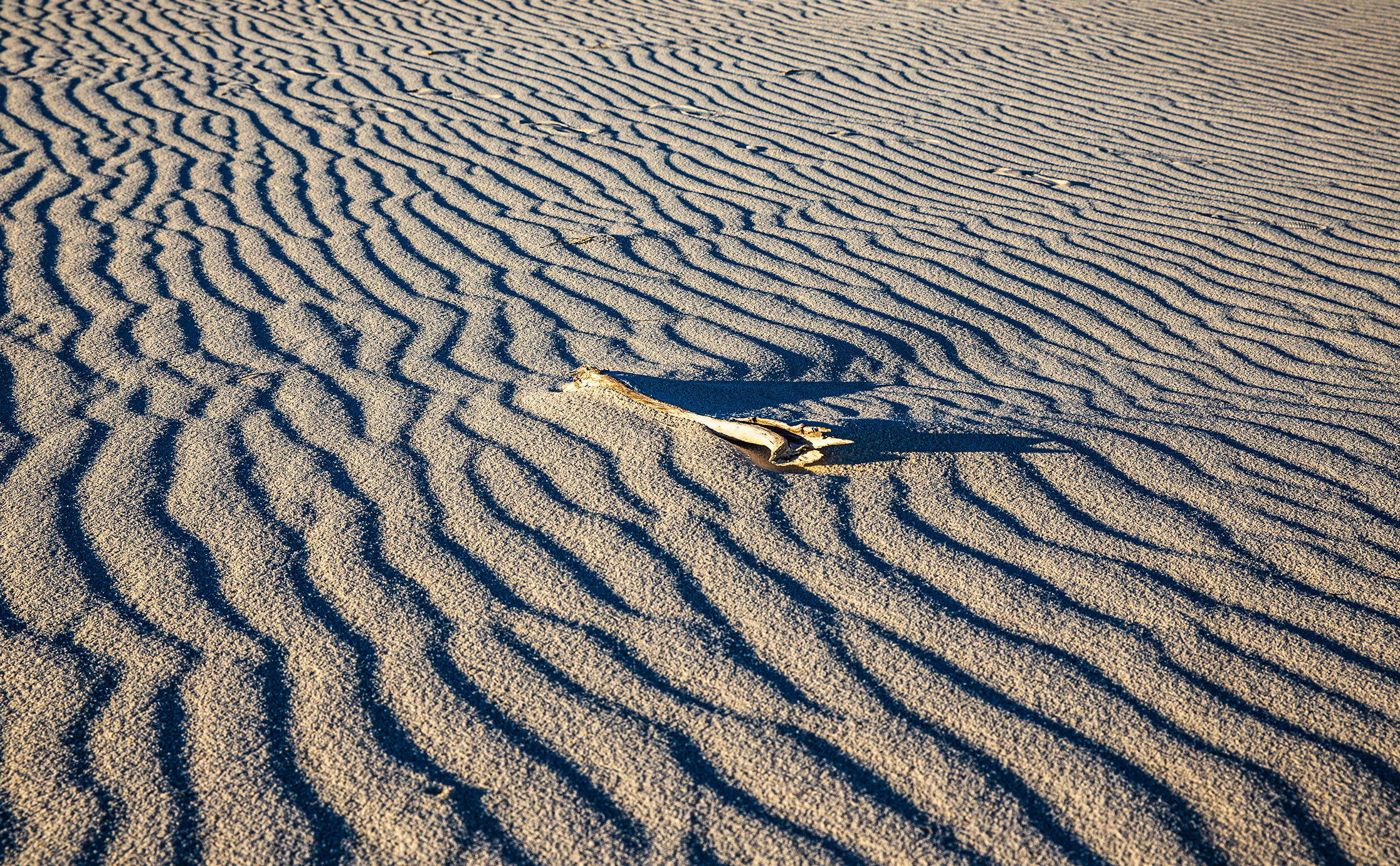 Bone in the sand